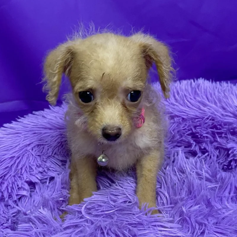 A baby small-sized female Yellow / Tan / Blond / Fawn Miniature Poodle dog named Honeydew for adoption in North Myrtle Beach, SC