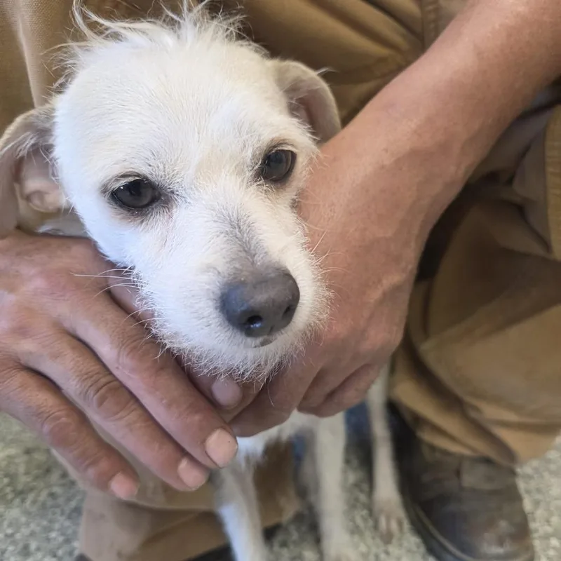 A young small-sized male Yellow / Tan / Blond / Fawn Chihuahua dog named Lolo for adoption in Kingman, KS