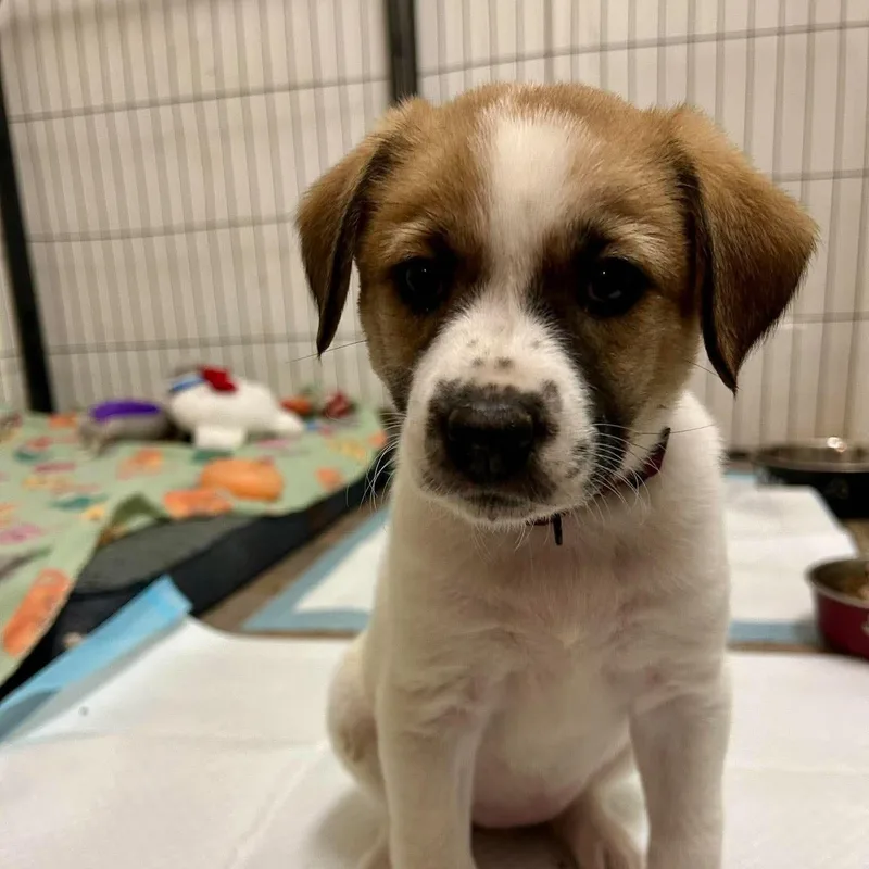 A baby medium-sized female Bicolor Mixed Breed dog named Inca for adoption in Chino valley, AZ