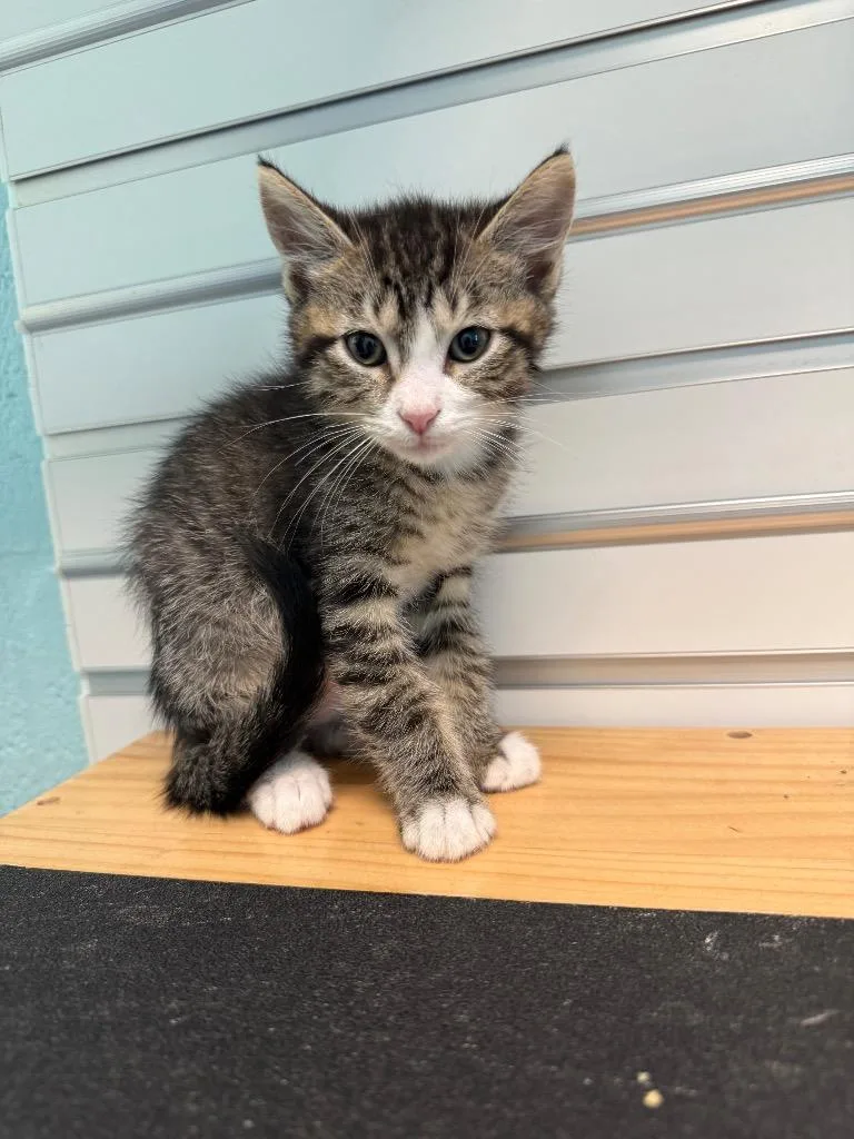 A baby small-sized male Domestic Short Hair cat named Escaped for adoption in Cape Coral, FL
