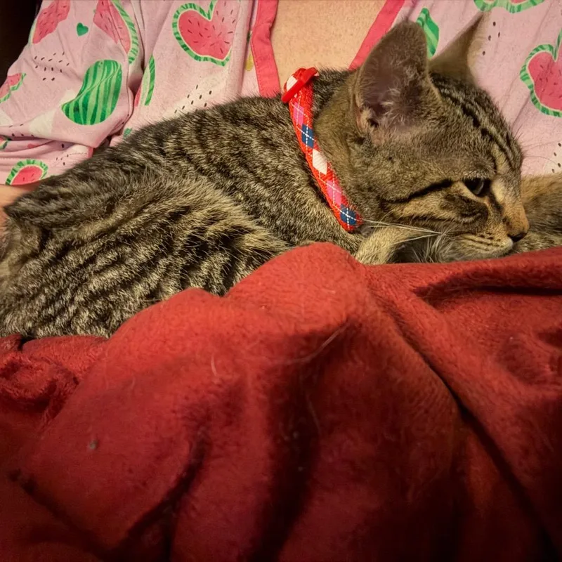 A baby small-sized male Brown / Chocolate Domestic Short Hair cat named Chipper for adoption in Ringtown, PA