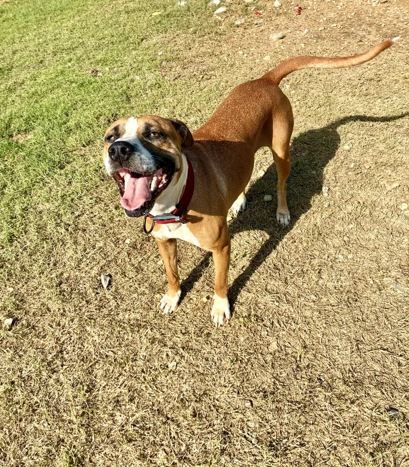 Brooklyn thumbnail 2