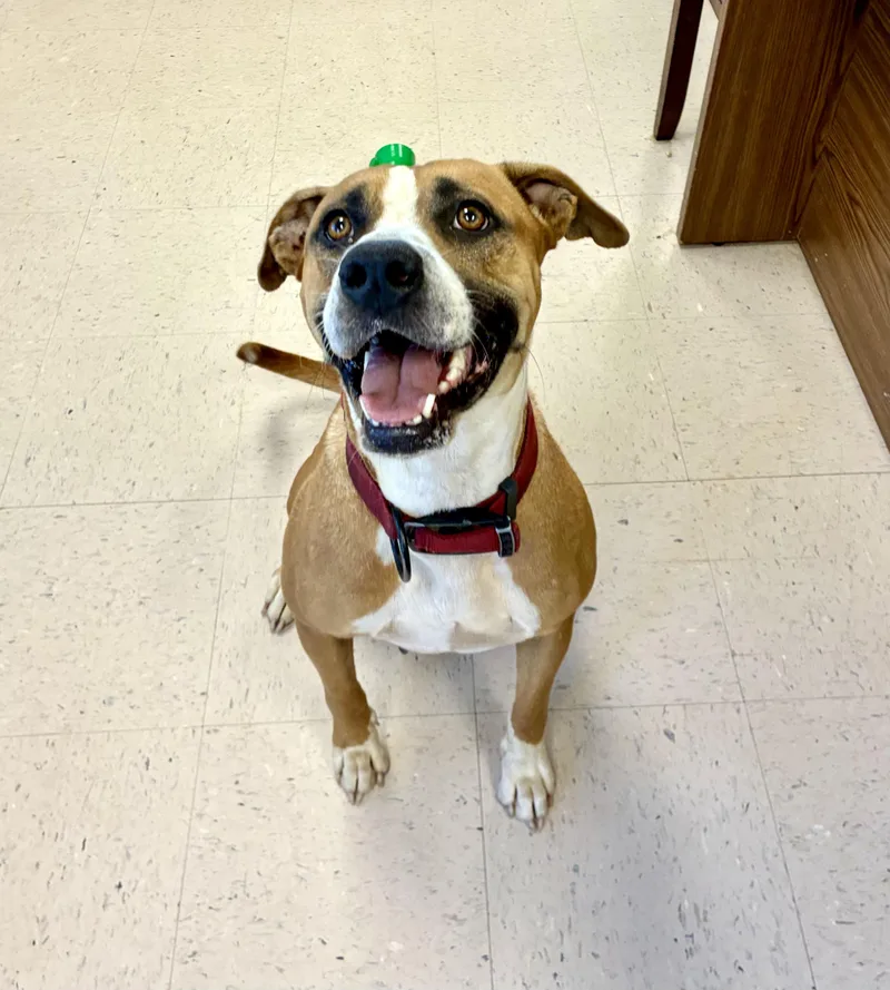 Brooklyn thumbnail 3