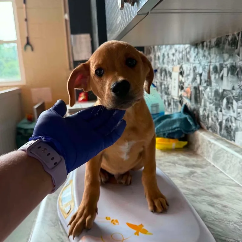 A baby small-sized male Yellow / Tan / Blond / Fawn Mixed Breed dog named Sincere for adoption in Huntington, WV