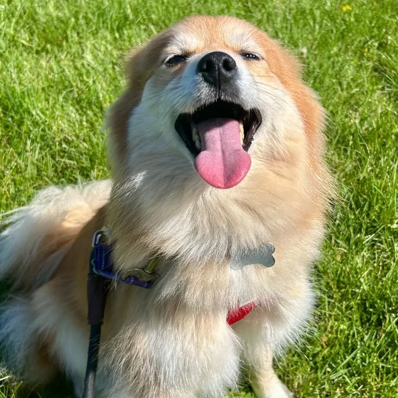An adult medium-sized female Pomeranian dog named Rowzy for adoption in State College, PA