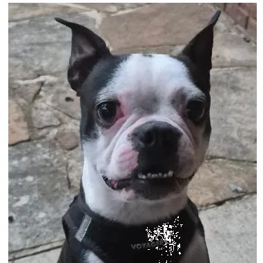 A young small-sized male Black Boston Terrier dog named Arlo for adoption in Decatur, AL