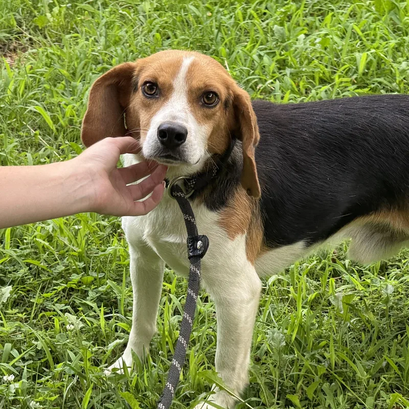 An adult small-sized male Tricolor (Brown, Black, & White) Beagle dog named Scout for adoption in Meherrin, VA