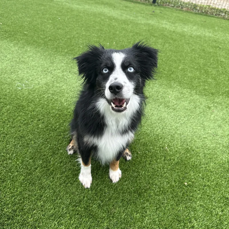 A young medium-sized male Australian Shepherd dog named Scout for adoption in Auburn, NE