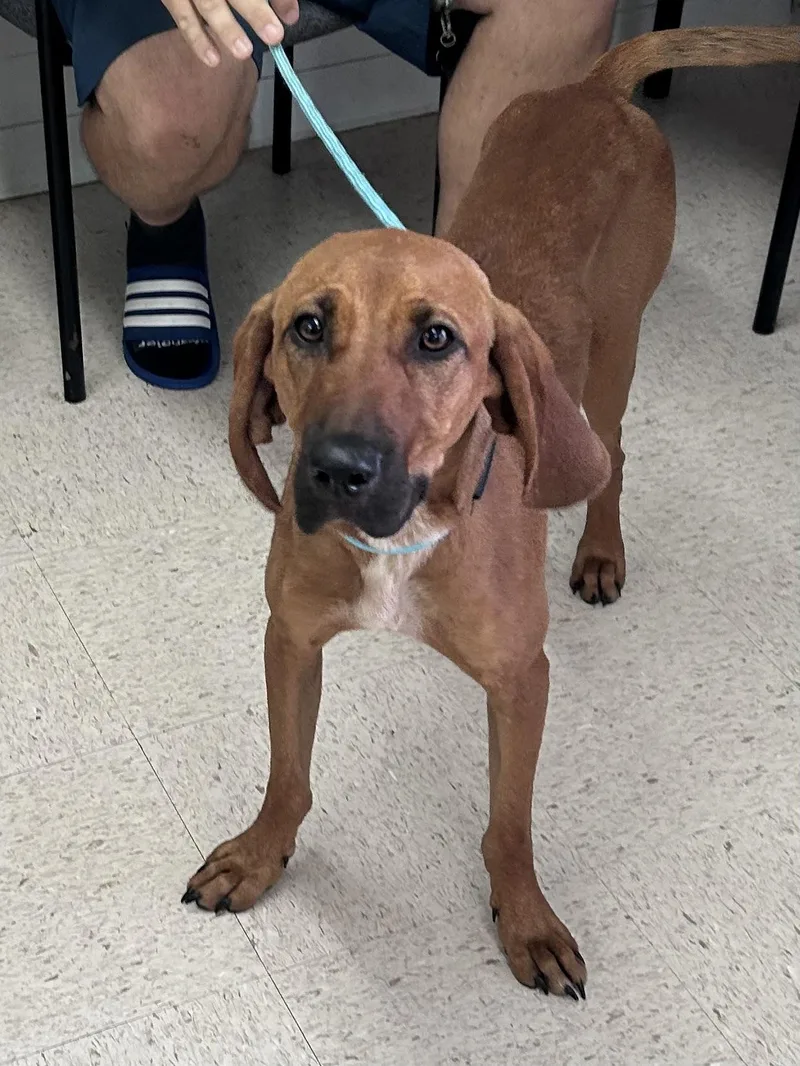 A young medium-sized male Red / Chestnut / Orange Bloodhound dog named Coop for adoption in Mount Sterling, KY