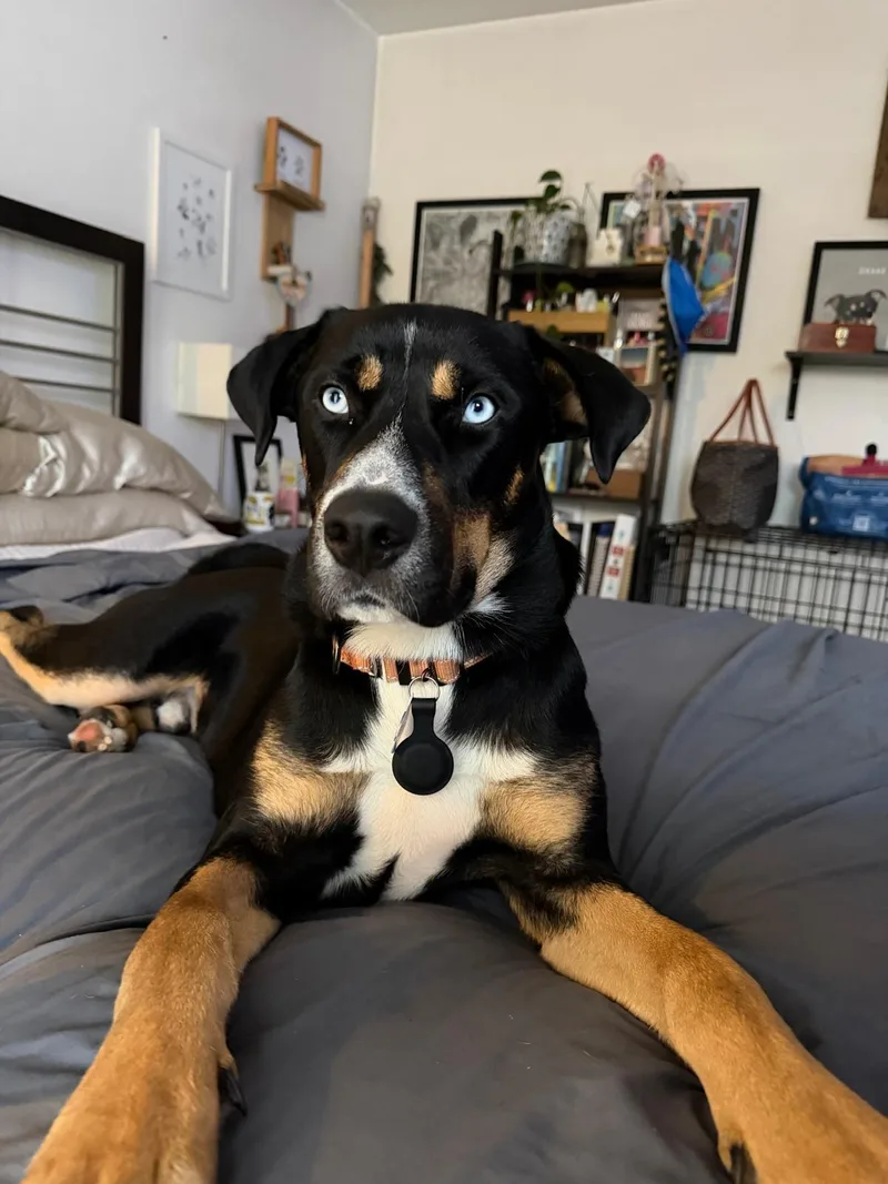 Pongo