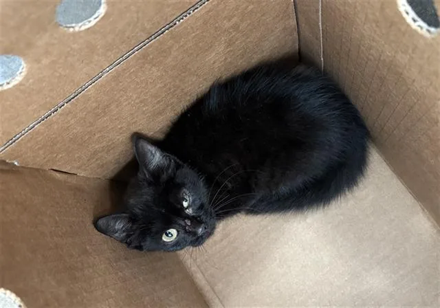 A baby medium-sized female Domestic Short Hair cat named Jupiter for adoption in Dallas, TX