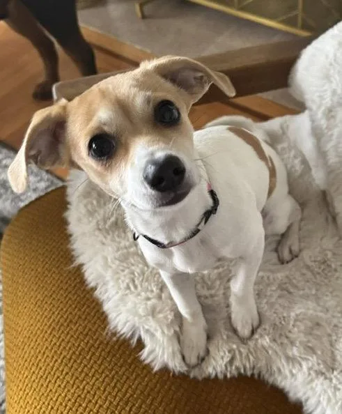 A baby small-sized female Chihuahua dog named Autumn for adoption in Seattle, WA