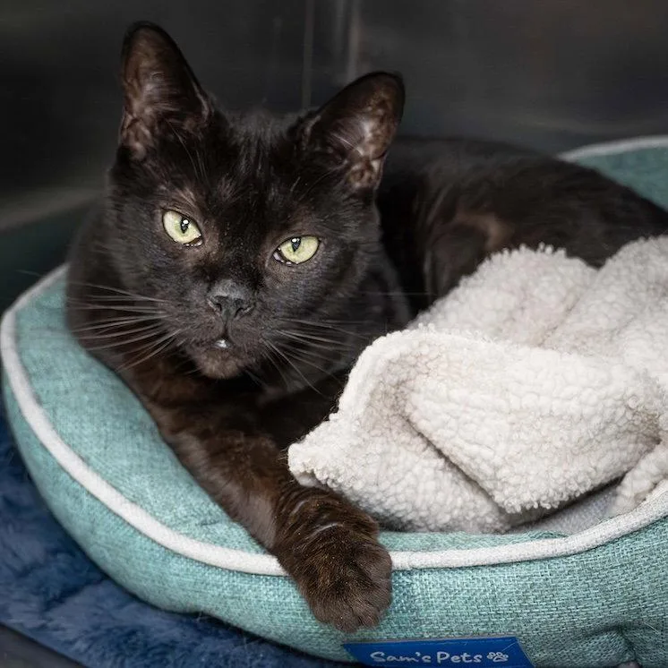 A young medium-sized female Black Domestic Medium Hair cat named Bibi for adoption in Wilmington, NC