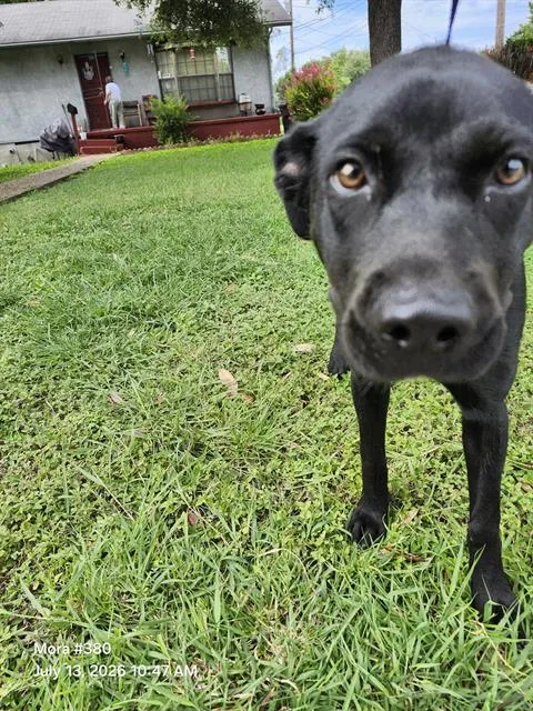 A young medium-sized female American Staffordshire Terrier dog named Azabache for adoption in San Antonio, TX
