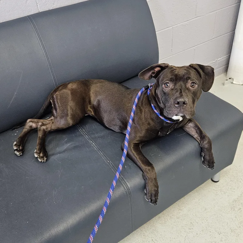 A young medium-sized female Black Labrador Retriever dog named Quinta for adoption in Medfield, MA