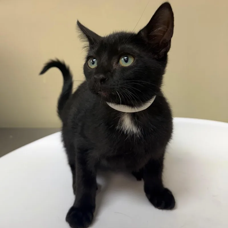 A baby small-sized male Black Domestic Short Hair cat named Nike for adoption in Birmingham, AL