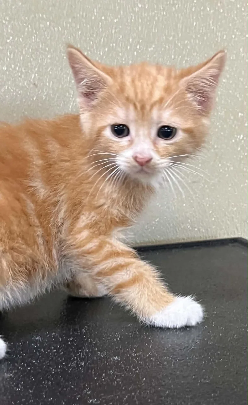 A young medium-sized male Orange / Red Domestic Short Hair cat named Dandy for adoption in Austin, MN