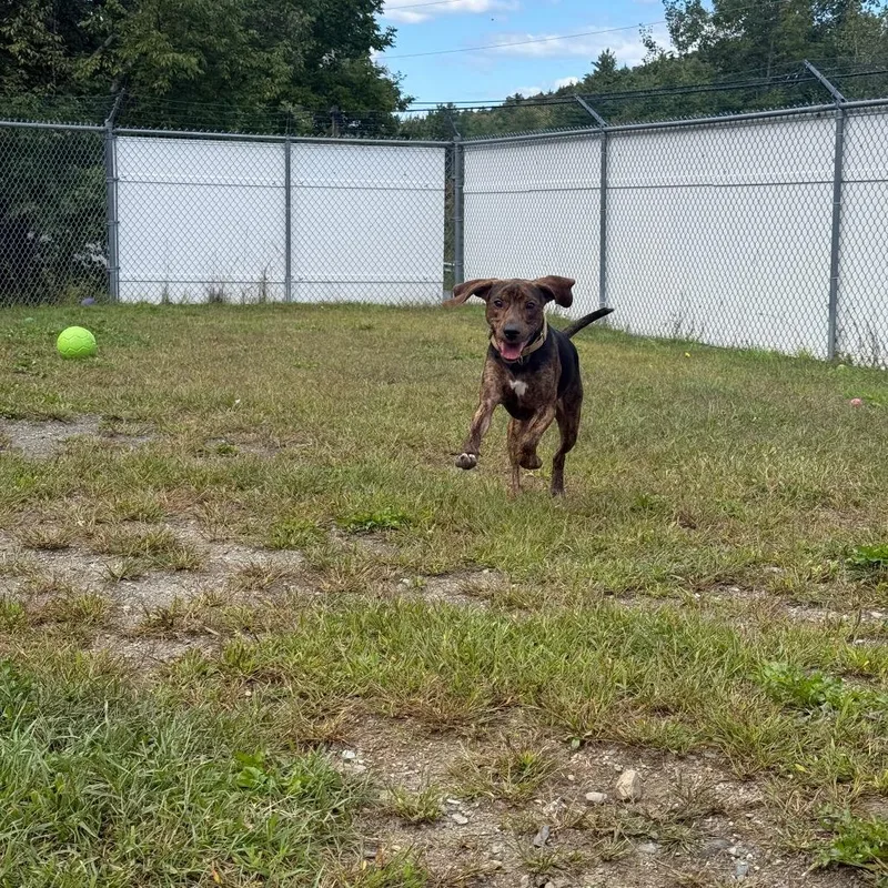 A young medium-sized male Black Mixed Breed dog named Cooper for adoption in Enfield, NH