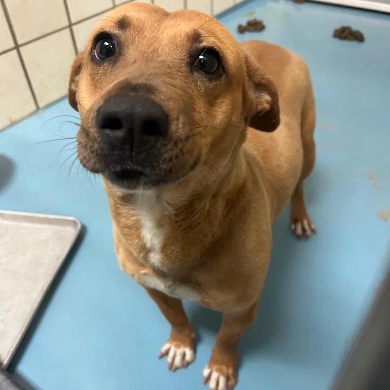 An adult medium-sized female Brown / Chocolate Mixed Breed dog named Trixie for adoption in Lufkin, TX
