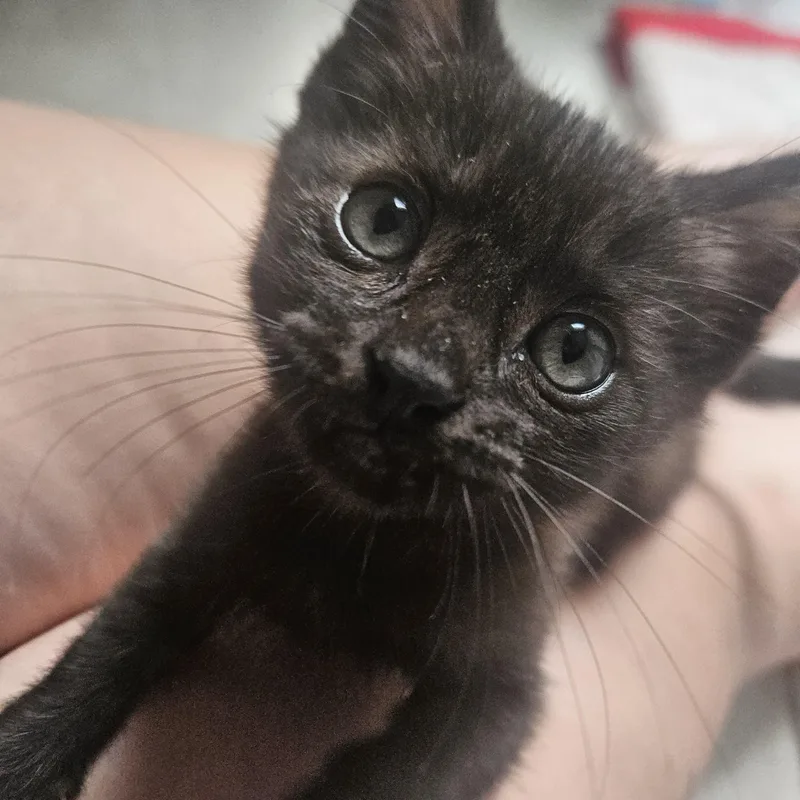 A baby small-sized male Black Domestic Short Hair cat named William Beans for adoption in North Royalton, OH