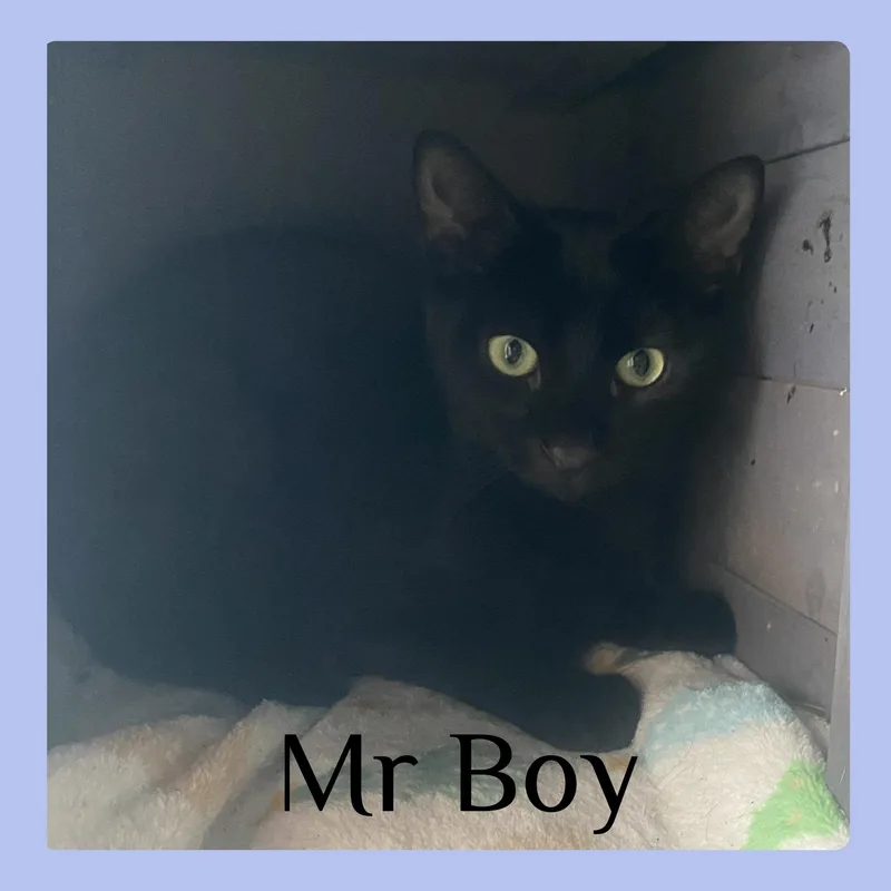 Mr Boy