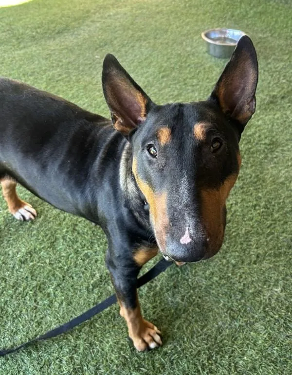 An adult medium-sized female Bull Terrier dog named Pepper for adoption in Oceanside, CA