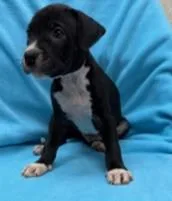A young large-sized male Pit Bull Terrier dog named Wolfie for adoption in Kansas City, MO