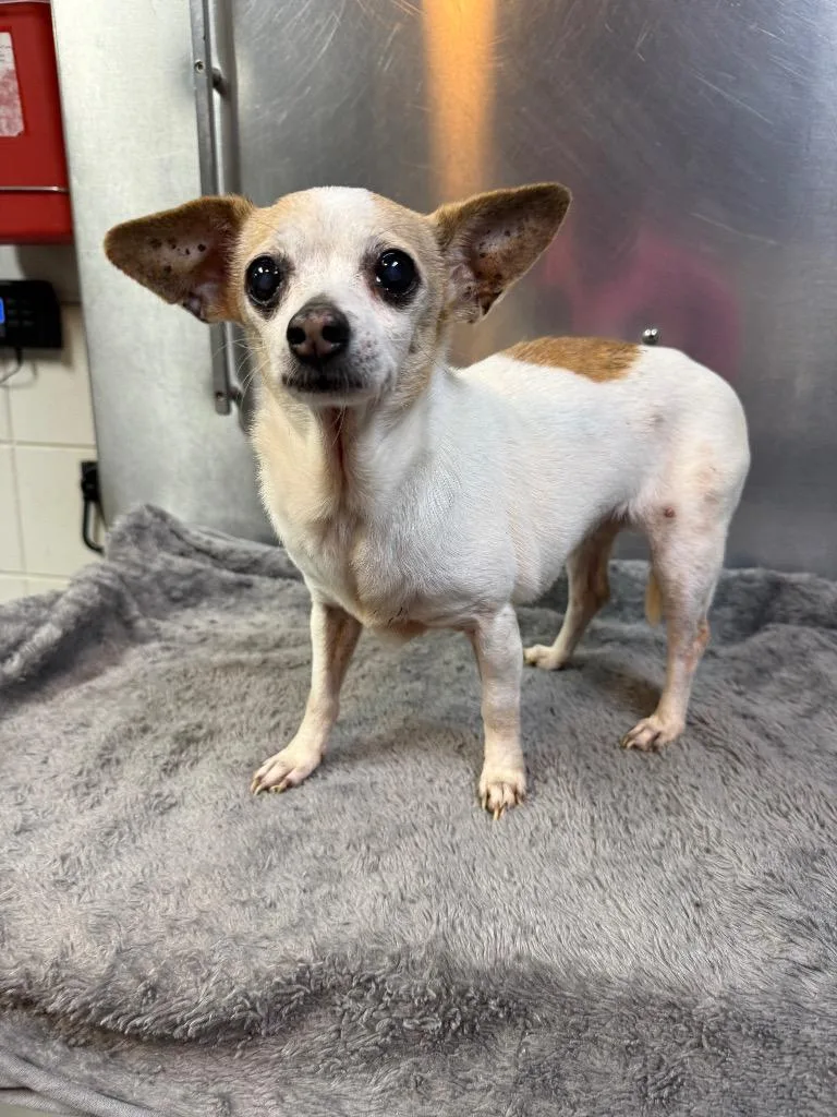 A senior small-sized female Chihuahua dog named Vivi for adoption in Tifton, GA