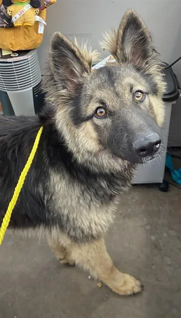 A young large-sized female Mixed Breed dog named Lady for adoption in Dallas, TX
