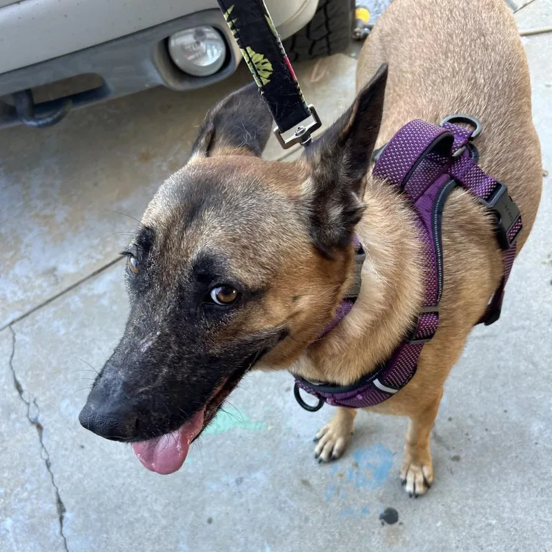 An adult large-sized female Brown / Chocolate Belgian Shepherd / Malinois dog named Violet for adoption in Idaho Falls, ID