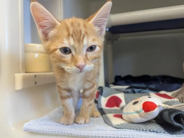 Garfield