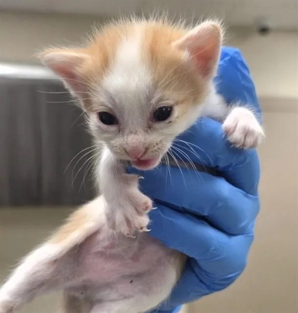 A baby small-sized female Domestic Short Hair cat named A for adoption in Conroe, TX