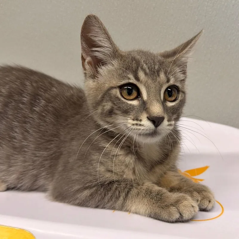 A baby small-sized female Gray / Blue / Silver Domestic Short Hair cat named Zira for adoption in Tampa, FL