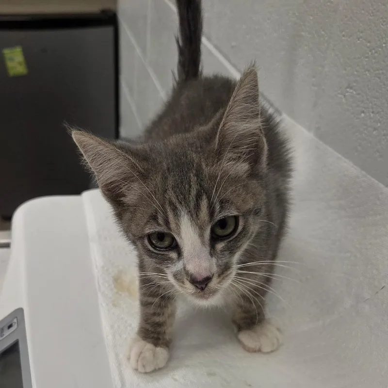 A baby small-sized male Gray / Blue / Silver Domestic Short Hair cat named Skylar for adoption in Chattanooga, TN