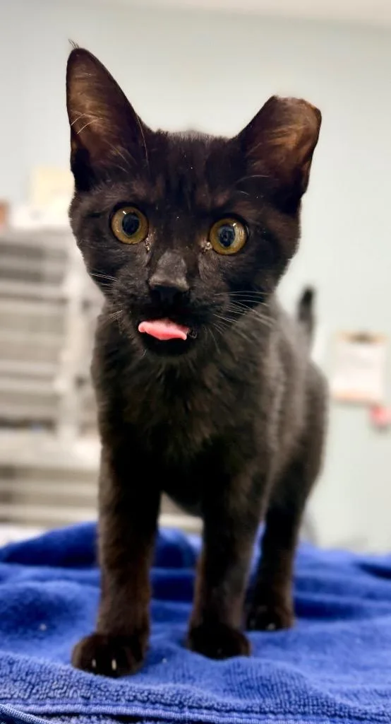 A baby medium-sized male Domestic Short Hair cat named Alfie for adoption in Danielsville, GA