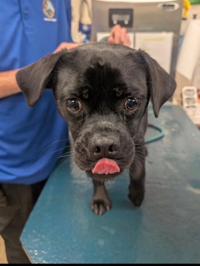 A young medium-sized male Beagle dog named Cody for adoption in North Syracuse, NY