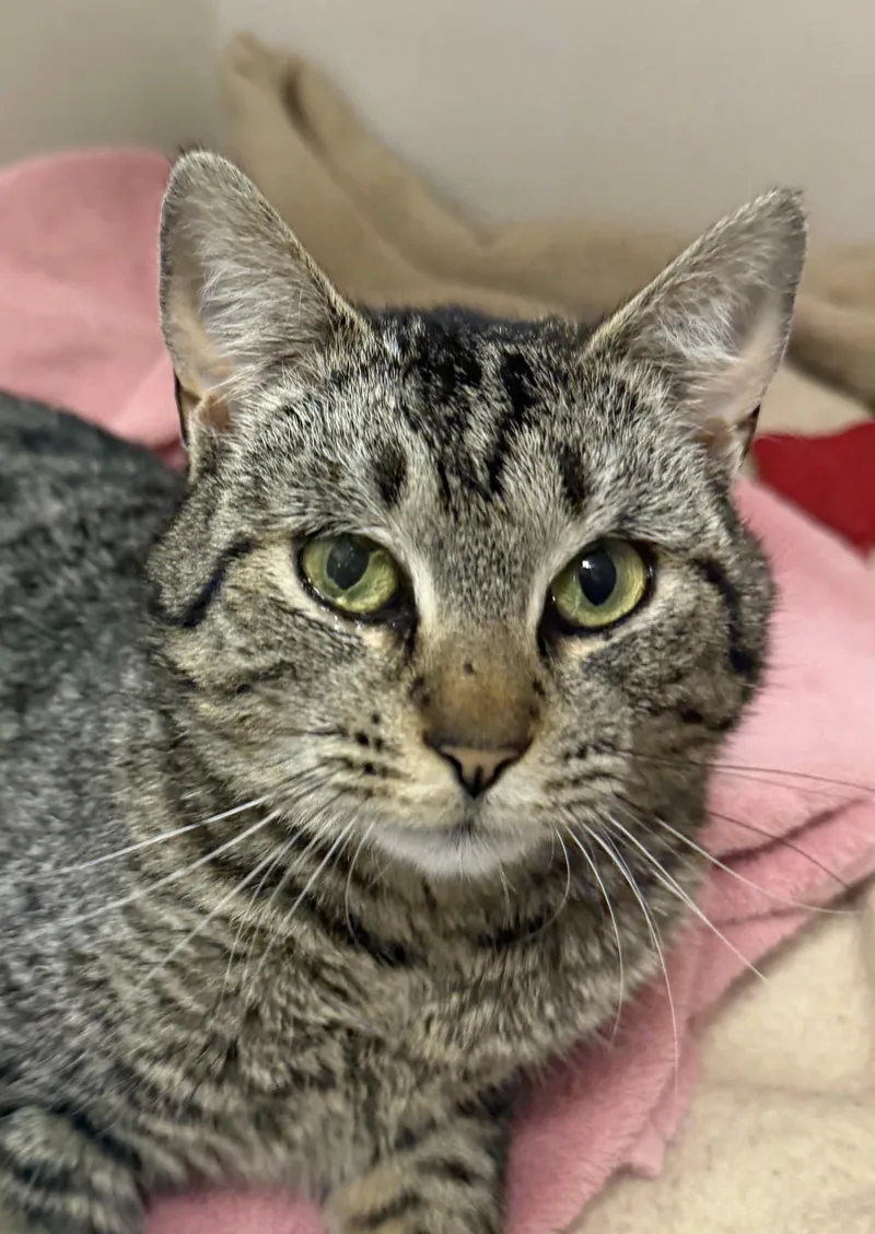 A young medium-sized female Tabby (Brown / Chocolate) Domestic Short Hair cat named Wisteria for adoption in Cooperstown, NY