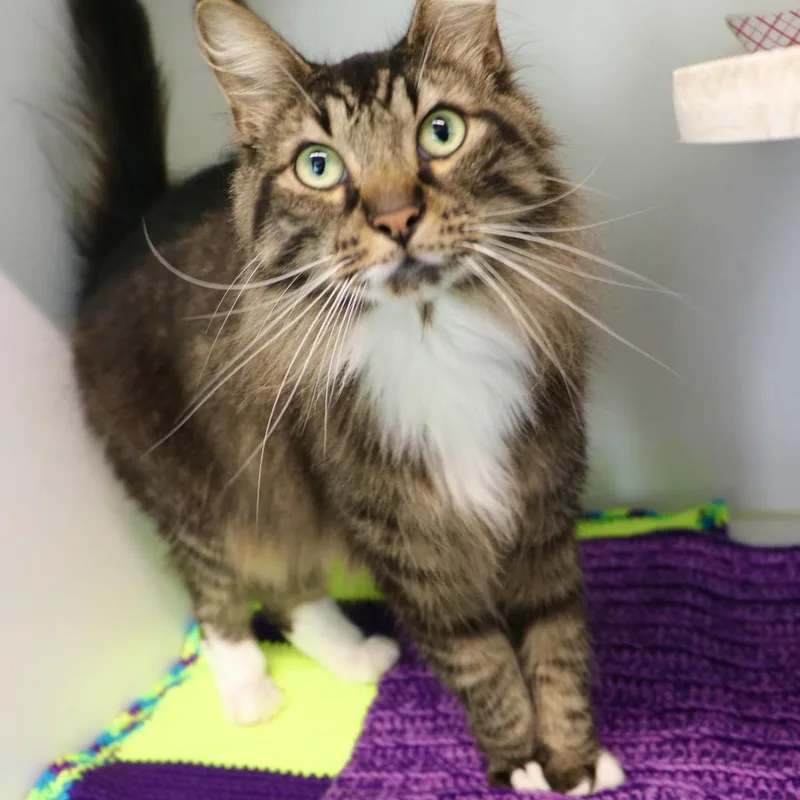 An adult large-sized male Brown / Chocolate Domestic Short Hair cat named Building Blocks for adoption in Dearborn, MI