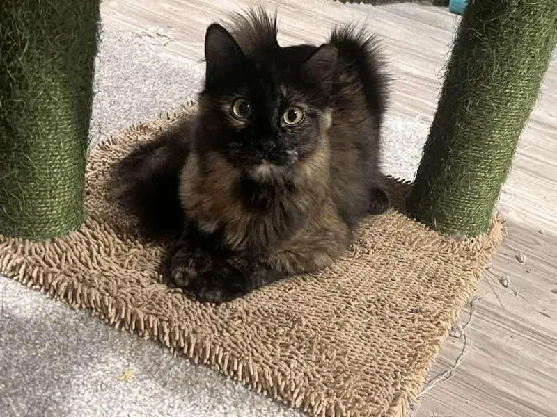A baby medium-sized female Tortoiseshell Domestic Long Hair cat named Luelda for adoption in Cleveland, OH