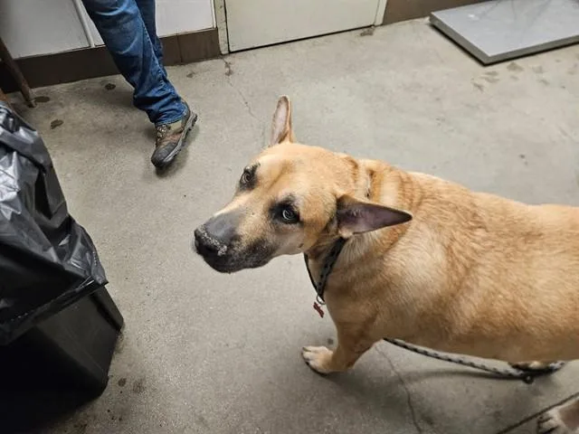 An adult small-sized female German Shepherd Dog dog named Queen Judy for adoption in Tucson, AZ