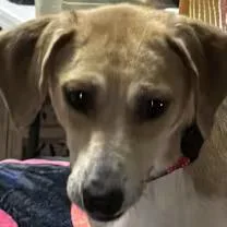 Copper Penny thumbnail 3