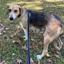 Copper Penny thumbnail 4