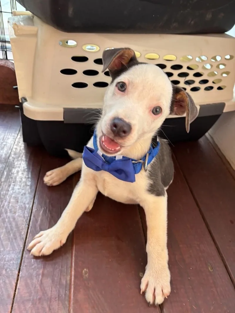 A young medium-sized male Terrier dog named Peyton for adoption in Greenville, SC