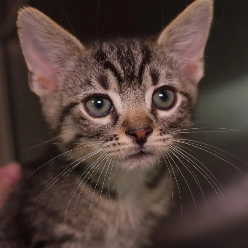 A baby medium-sized male Domestic Short Hair cat named Mexico for adoption in Shoreline, WA