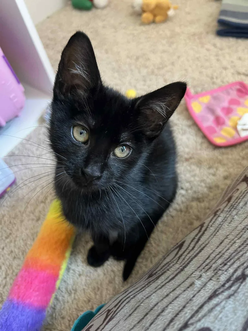 A baby medium-sized male Black Tabby cat named Johnny for adoption in MONTGOMERY, TX