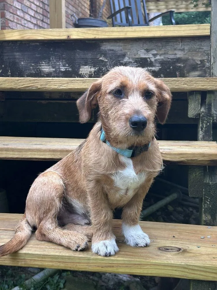 An adult small-sized male Terrier dog named Scruffy O’brien for adoption in Boston, MA