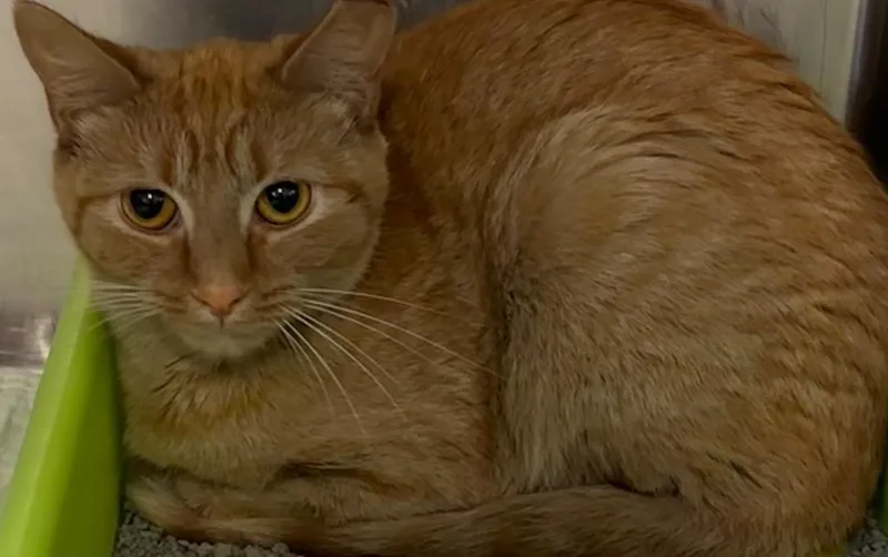 A baby small-sized female Domestic Short Hair cat named Tesa for adoption in Elizabethton, TN