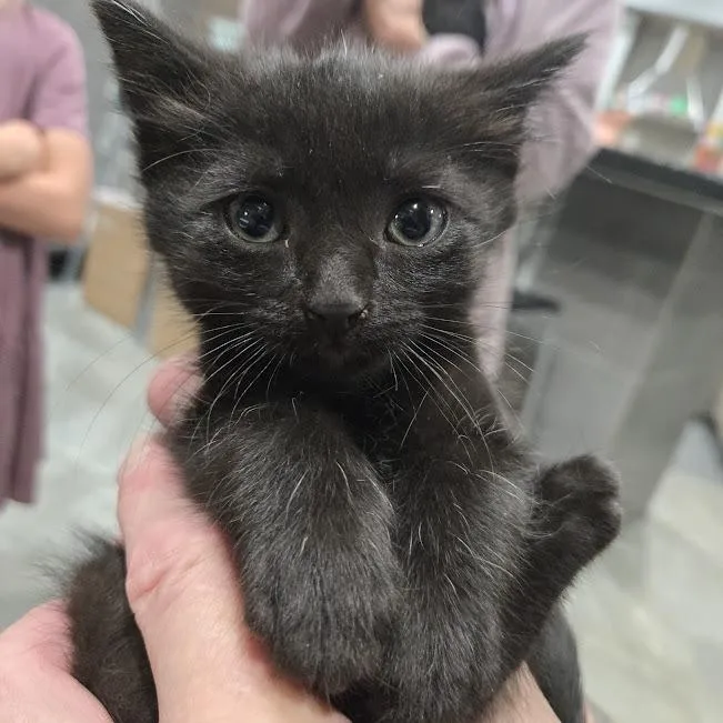 A baby small-sized female Black Domestic Short Hair cat named Meina for adoption in Sioux Falls, SD
