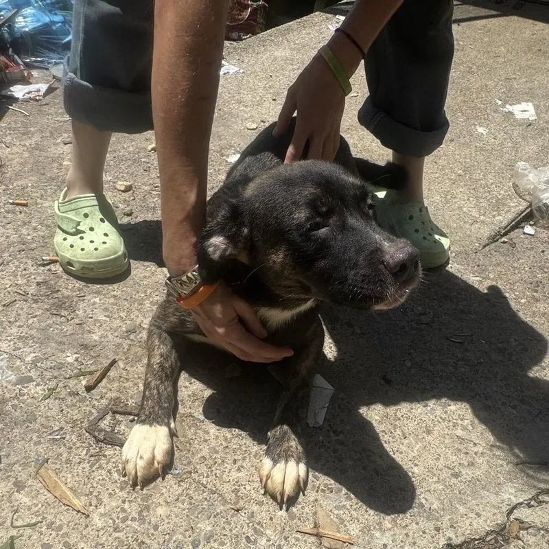 A young small-sized female Brindle Mixed Breed dog named Taffy for adoption in Springboro, OH