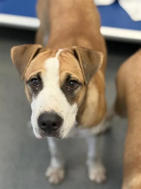 A young large-sized male Mixed Breed dog named Mr for adoption in Dallas, TX